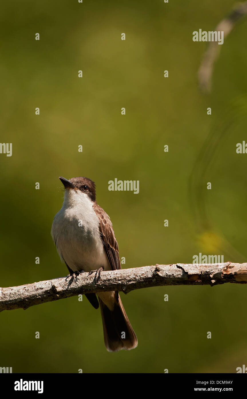 The Cuban Peewee or Crescent-eyed Pewee Stock Photo