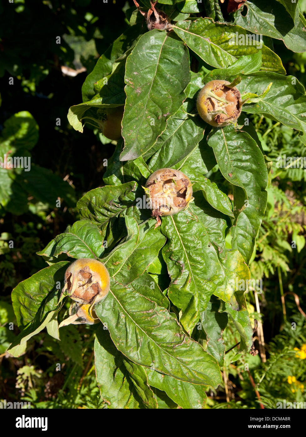 Foliage and fruits of the Medlar tree, Mespilus germanica. Stock Photo