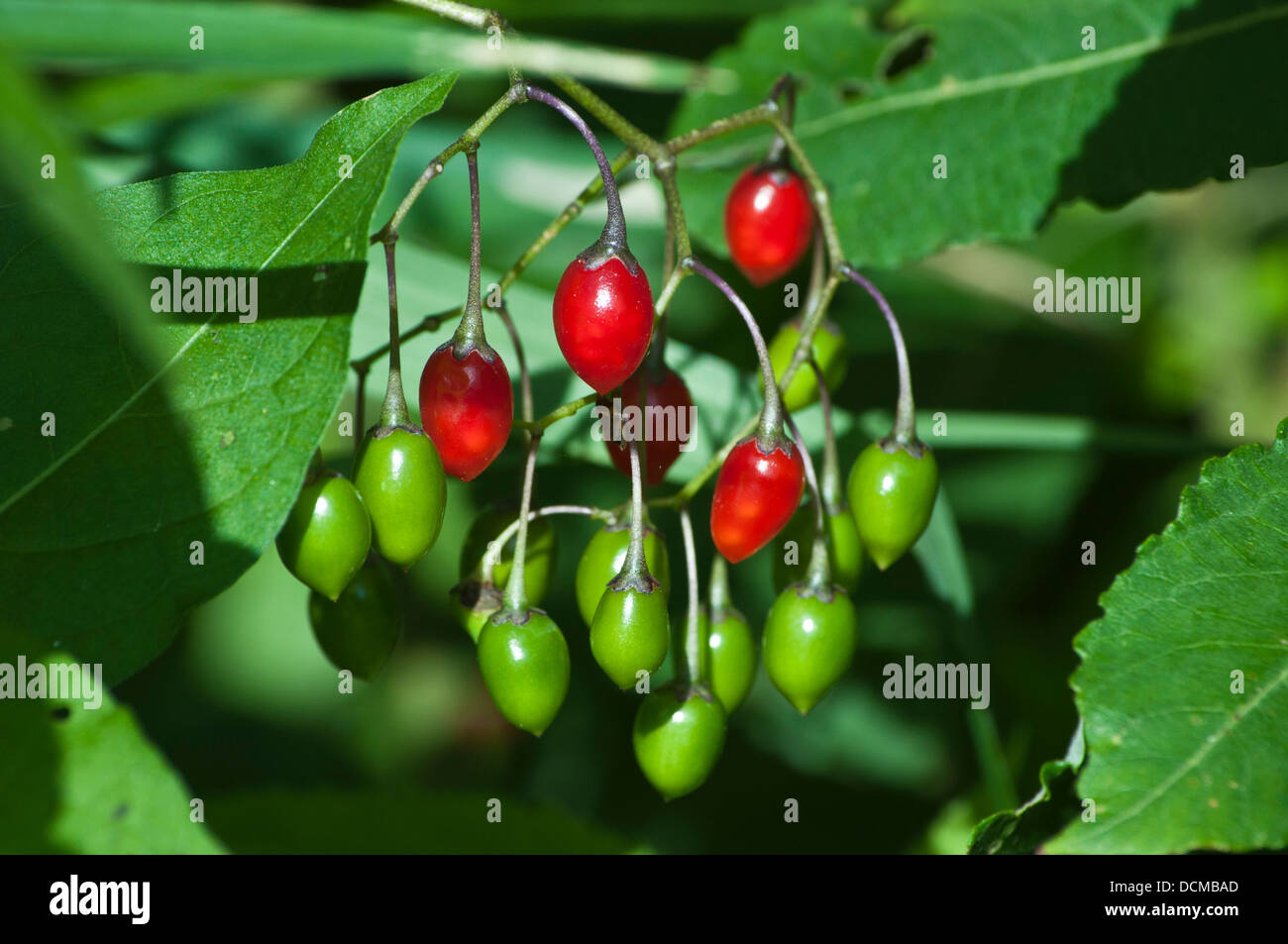 Woody nightshade hires stock photography and images Alamy