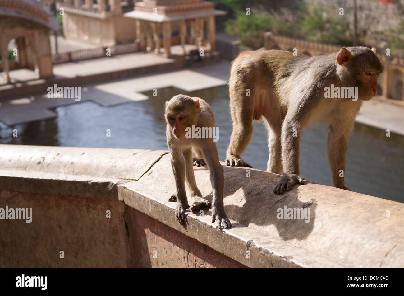 Macaque Monkey at Galta Monkey Palace / Temple - Jaipur, Rajasthan, India Stock Photo