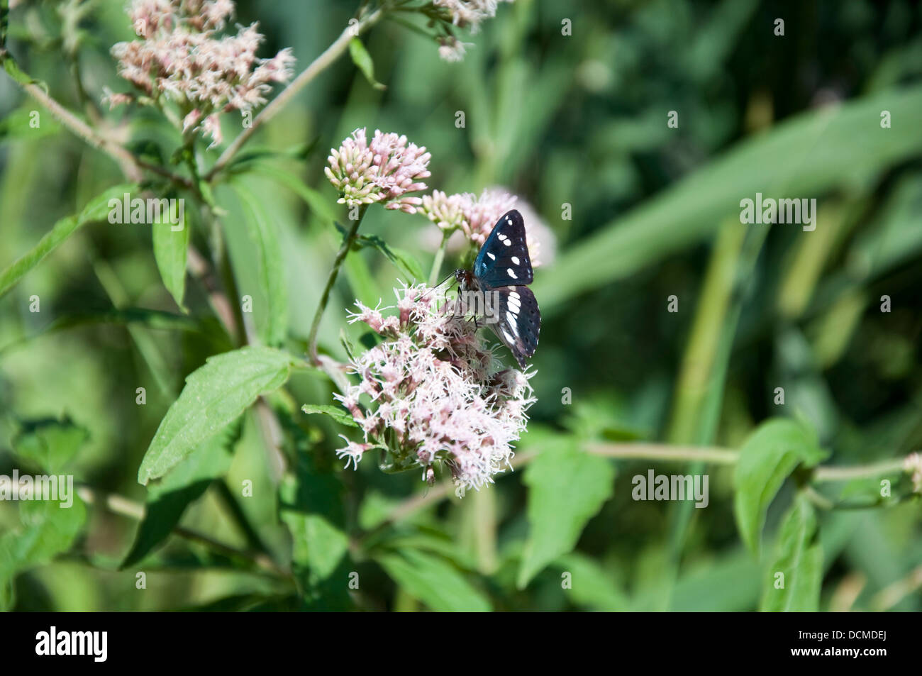 Farfalla Stock Photo