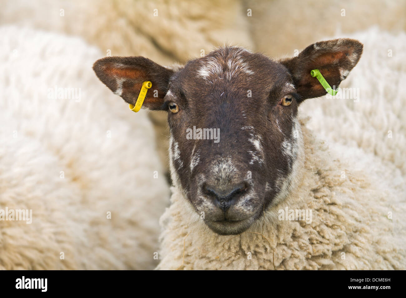 Black-faced sheep staring directly at the camera, Northumberland, England Stock Photo