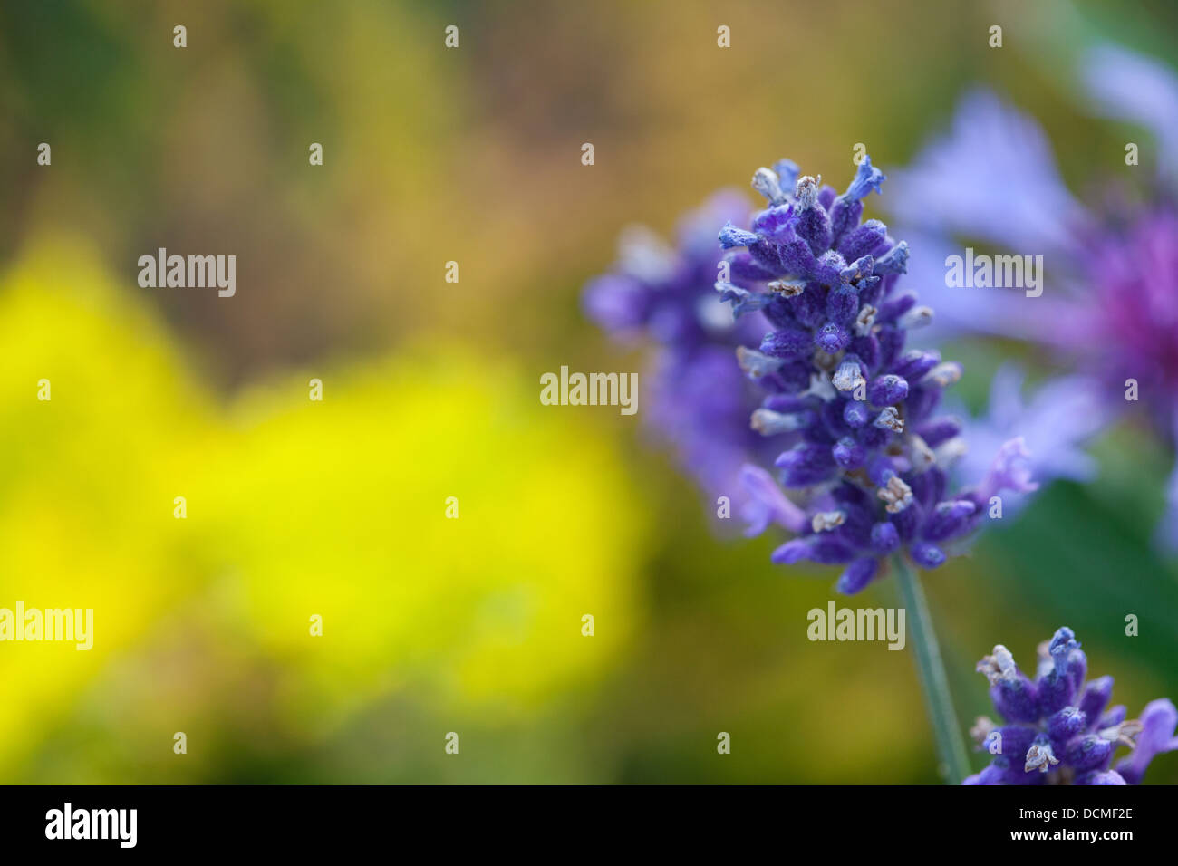 lavenders lavender lavandula blue purple flowers Stock Photo Alamy