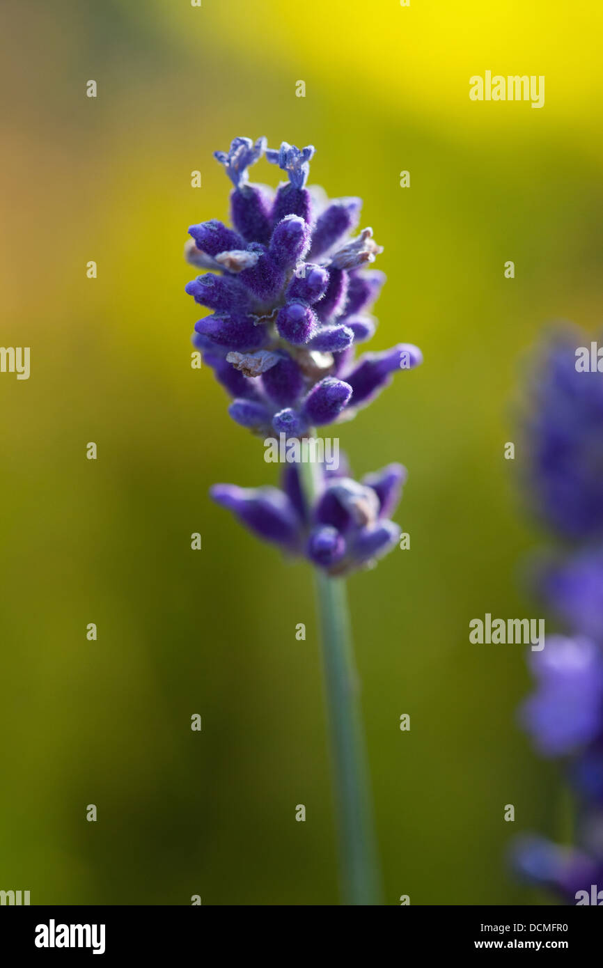 lavenders lavender lavandula blue purple flowers Stock Photo Alamy