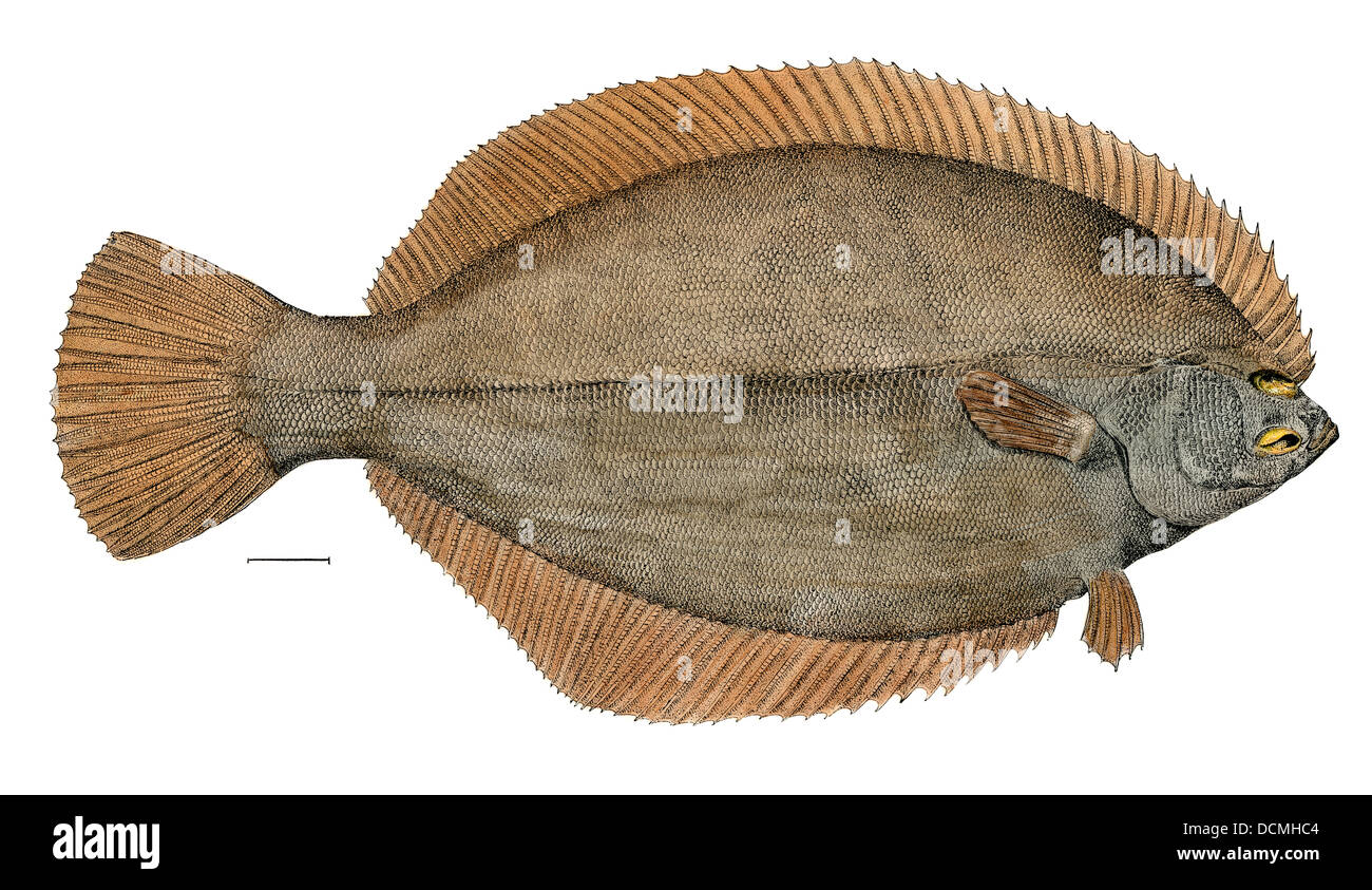 Flatfish, or winter flounder, specimen collected by the US Fish
