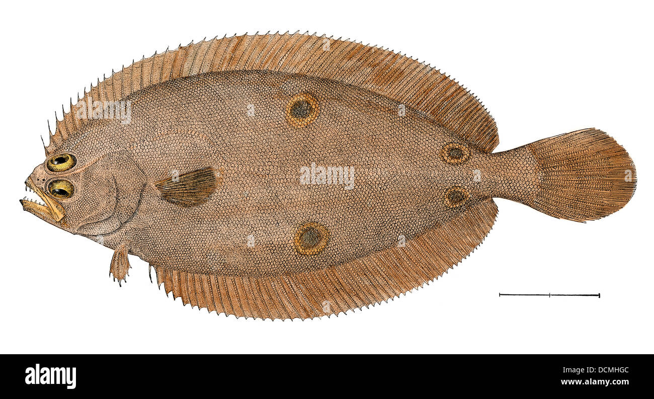 Four-spotted flounder specimen from Woods Hole, Massachusetts, US Fish Commission. Hand-colored woodcut Stock Photo