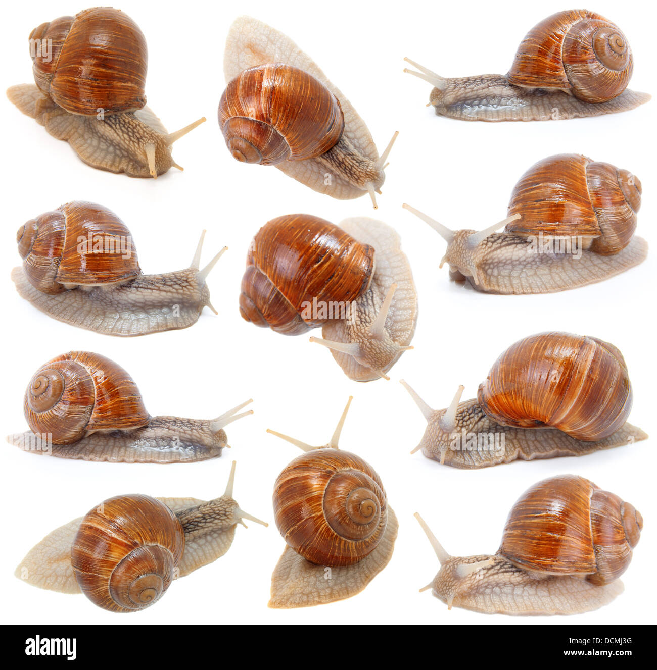 set of the garden snail in front of white background Stock Photo - Alamy