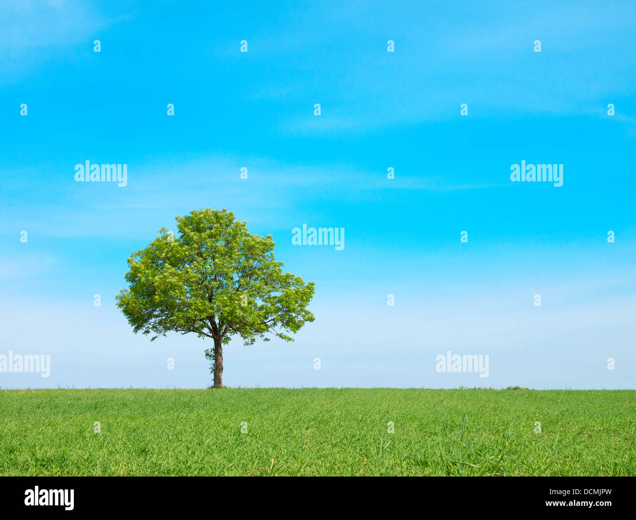 Spring landscape - green tree on the blue sky Stock Photo - Alamy