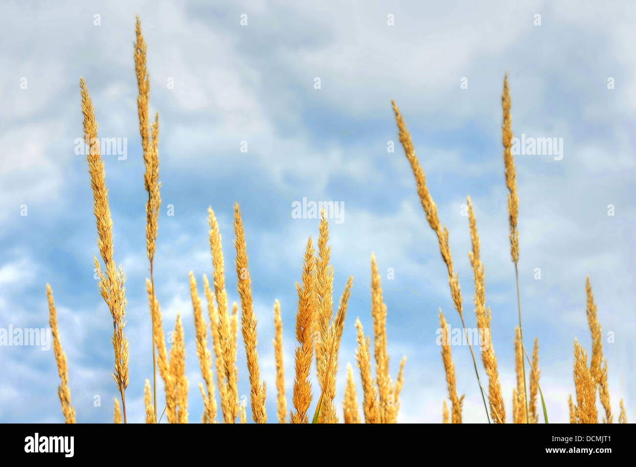 Hdr of herbaceous plant and cloudy sky Stock Photo Alamy