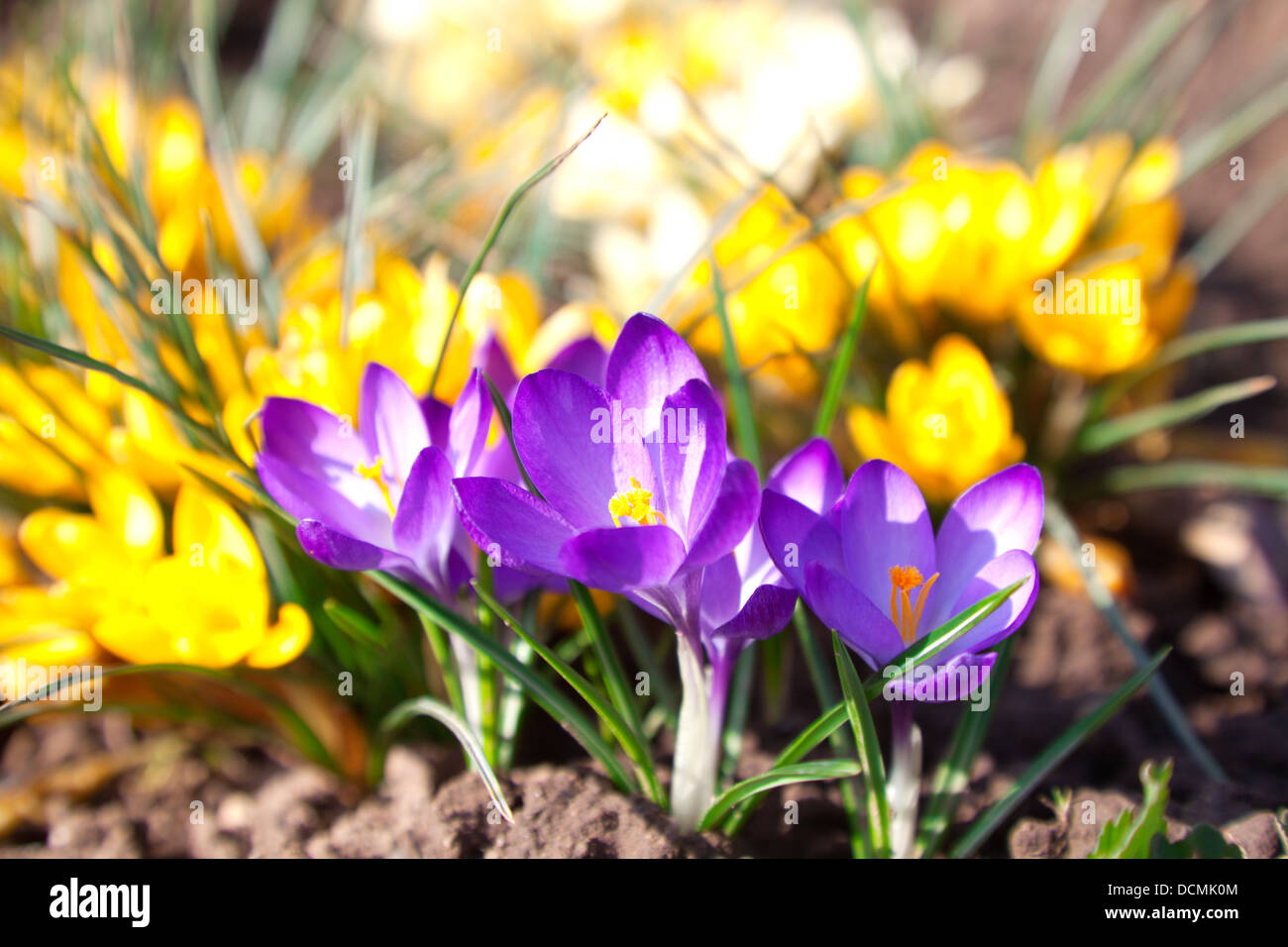 Spring Wild Group Light purple group of wild flowers hi-res stock photography and images ...