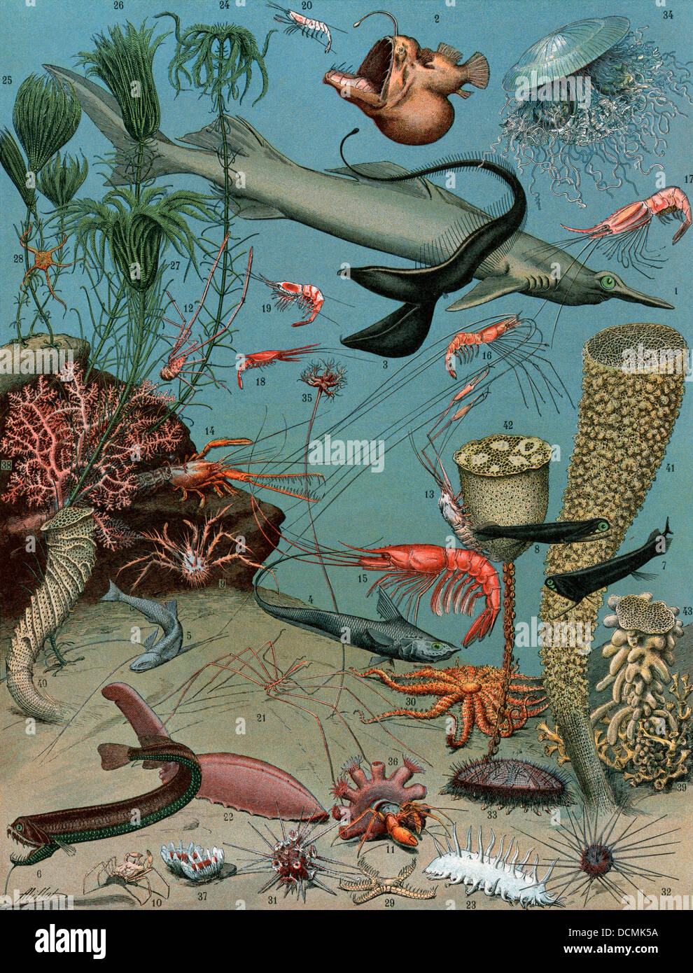 Creatures of the sea floor, including fish, starfish, sea urchins, crustaceans, polyps. Color lithograph Stock Photo