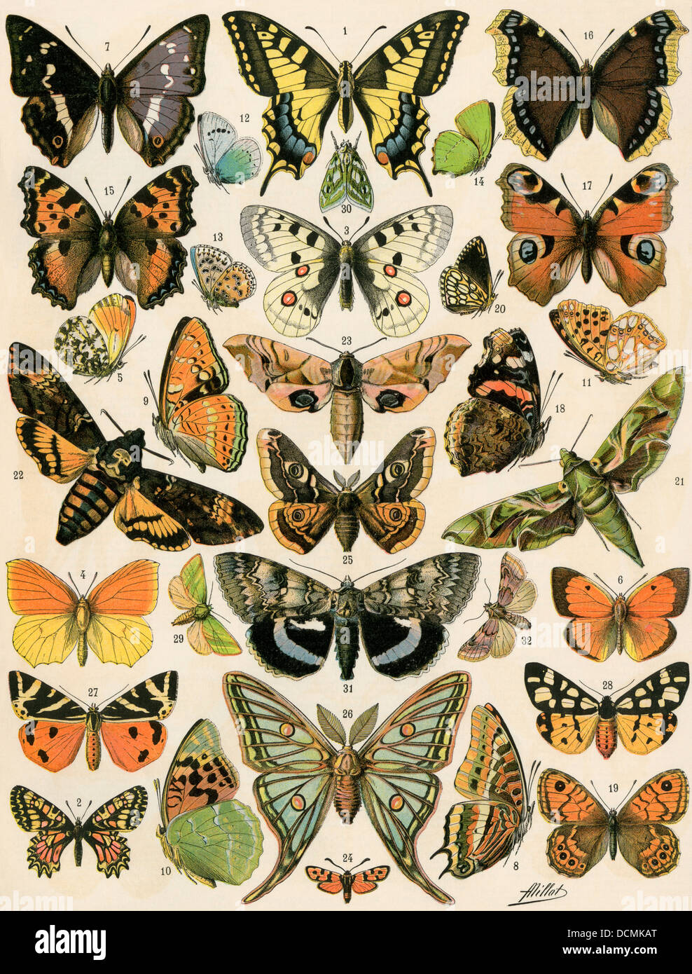 Butterflies and moths common to Europe. Color lithograph Stock Photo