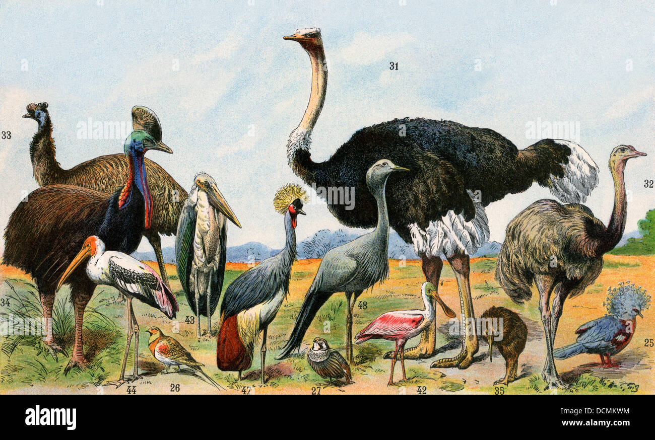 Ostrich, emu, cassowary and some other birds of hot climates. Color lithograph Stock Photo