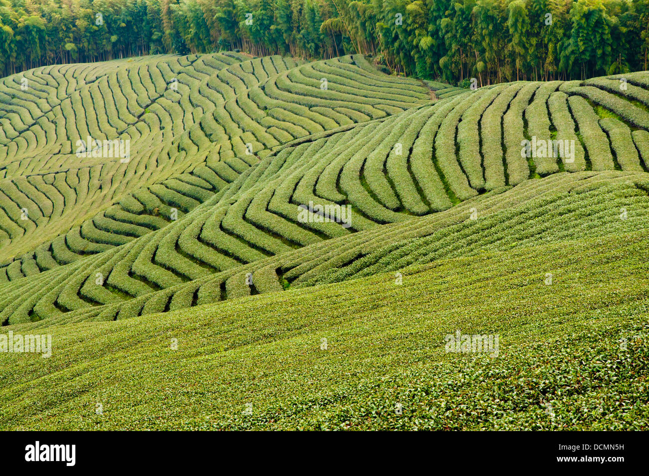 Green tea garden Stock Photo Alamy