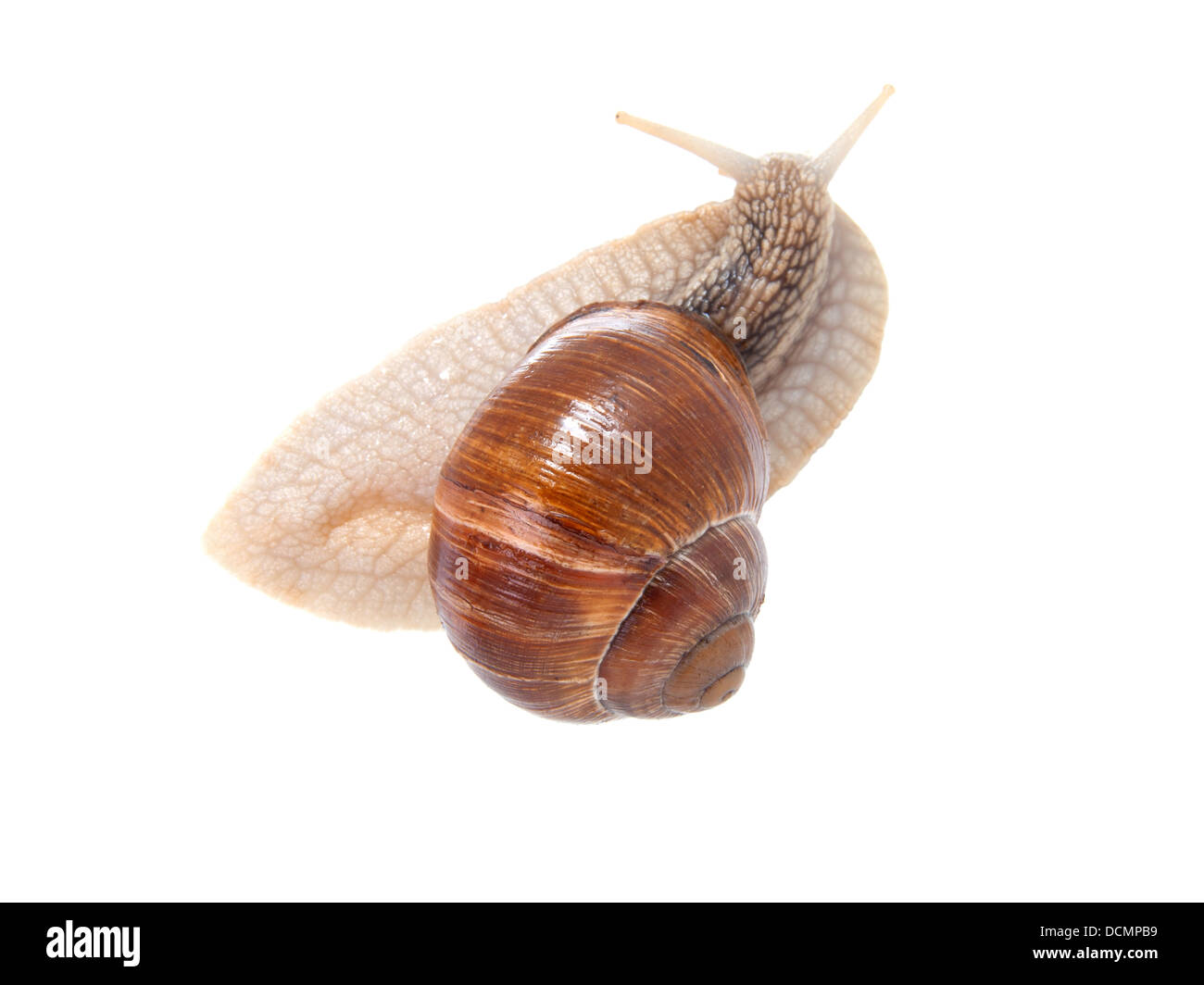 the garden snail in front of white background Stock Photo - Alamy