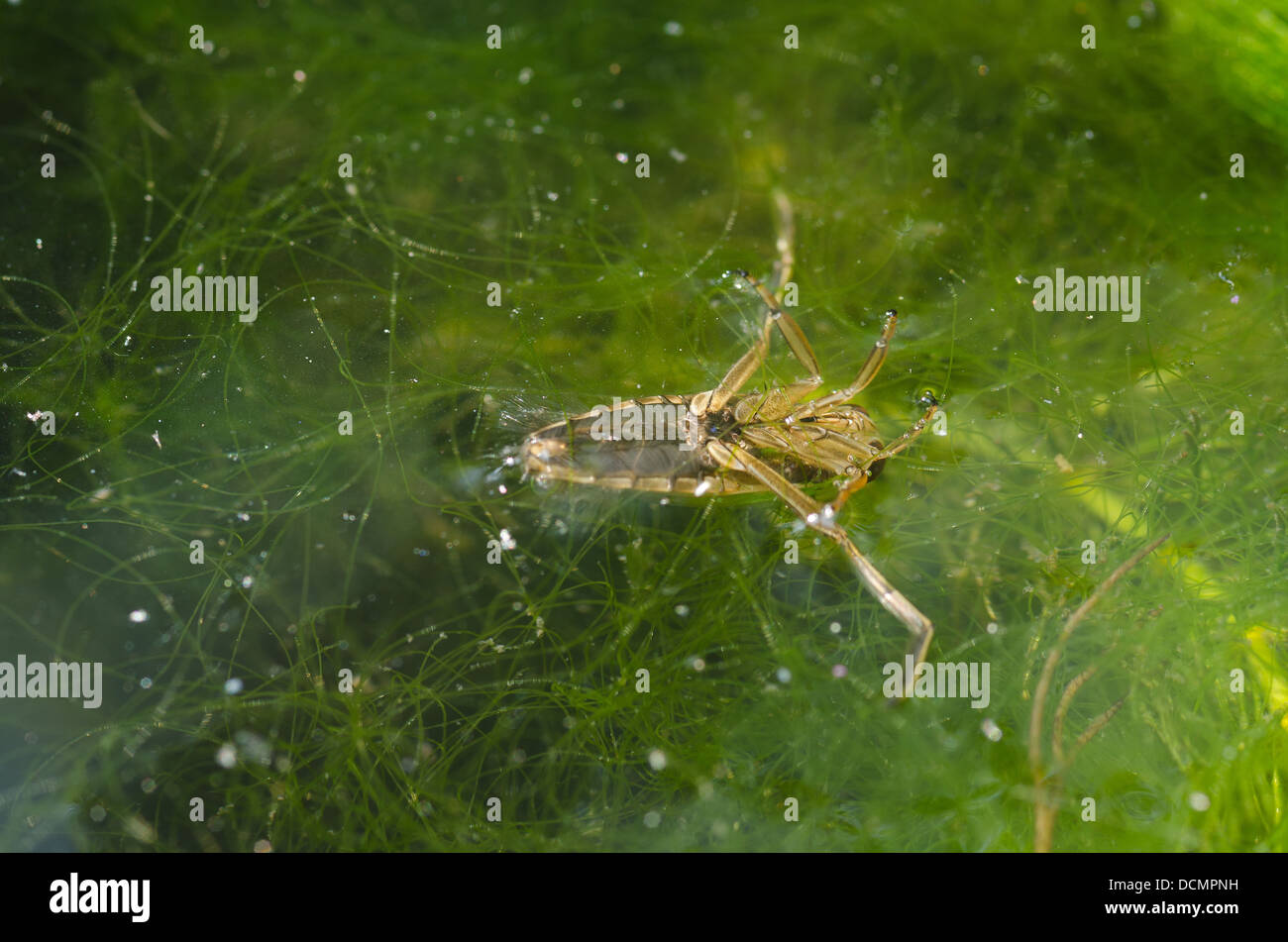 Water surface tension swimmer hi-res stock photography and images - Alamy
