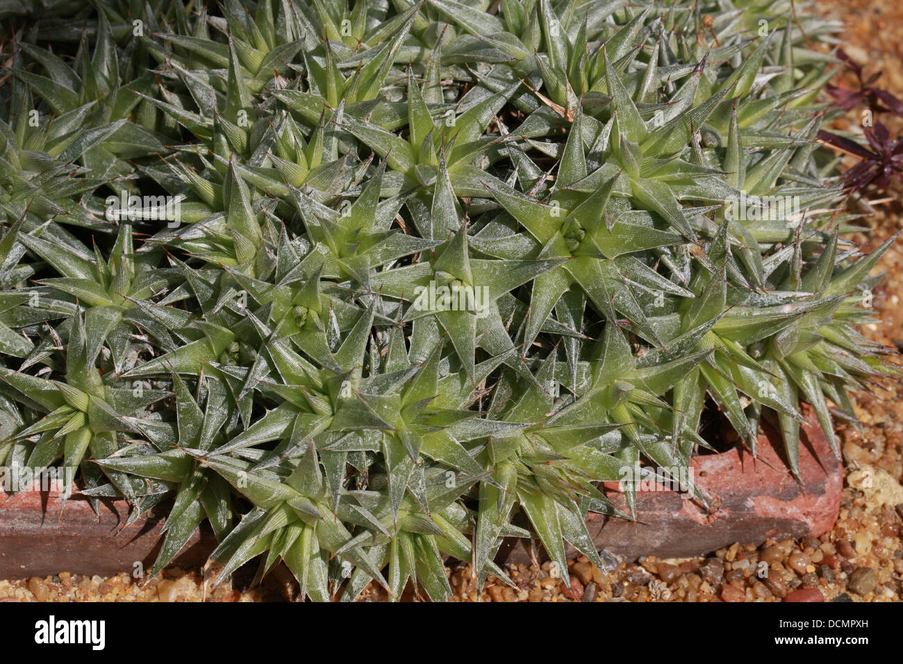 Bromeliad, Deuterocohnia brevifolia, Bromeliaceae. Syn. Abromeitiella brevifolia, Abromeitiella chlorantha, Navia brevifolia. Stock Photo