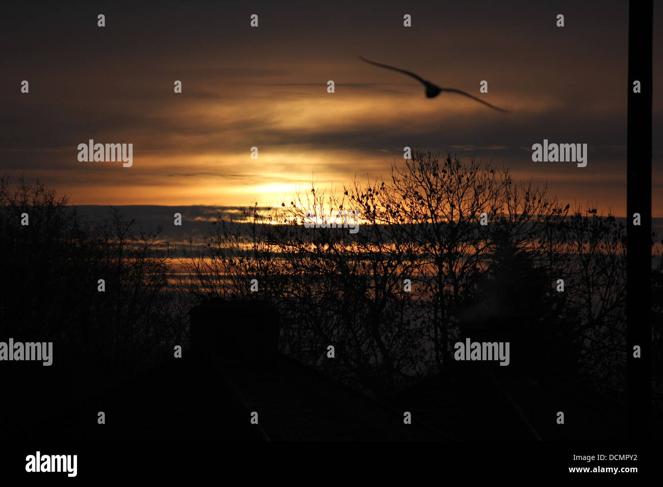 Sunrise emerging from behind clouds over tree-tops in the background, framing a seagull taking flight in the foreground Stock Photo