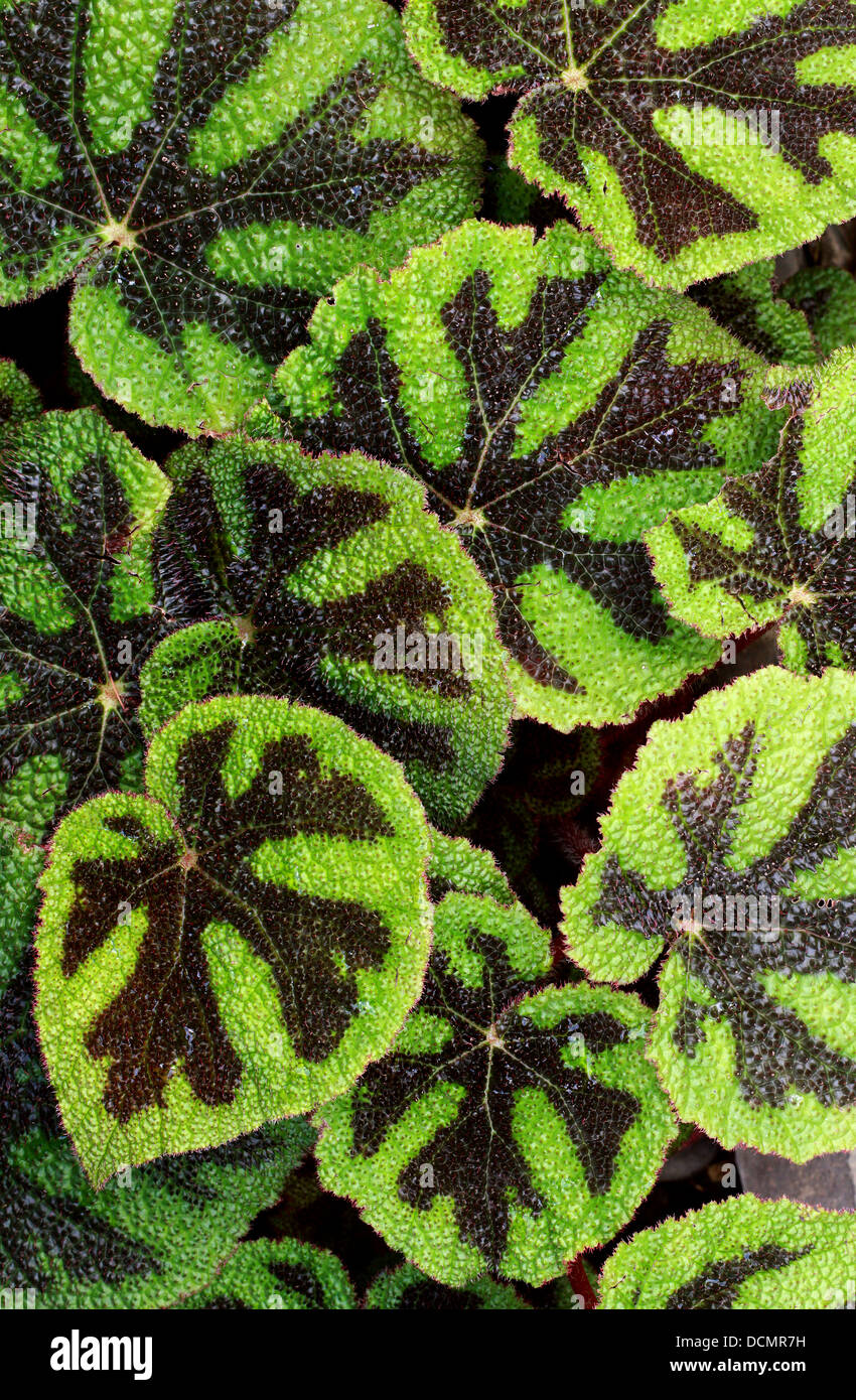Begonia schmidtiana, Begoniaceae. Brazil. Stock Photo