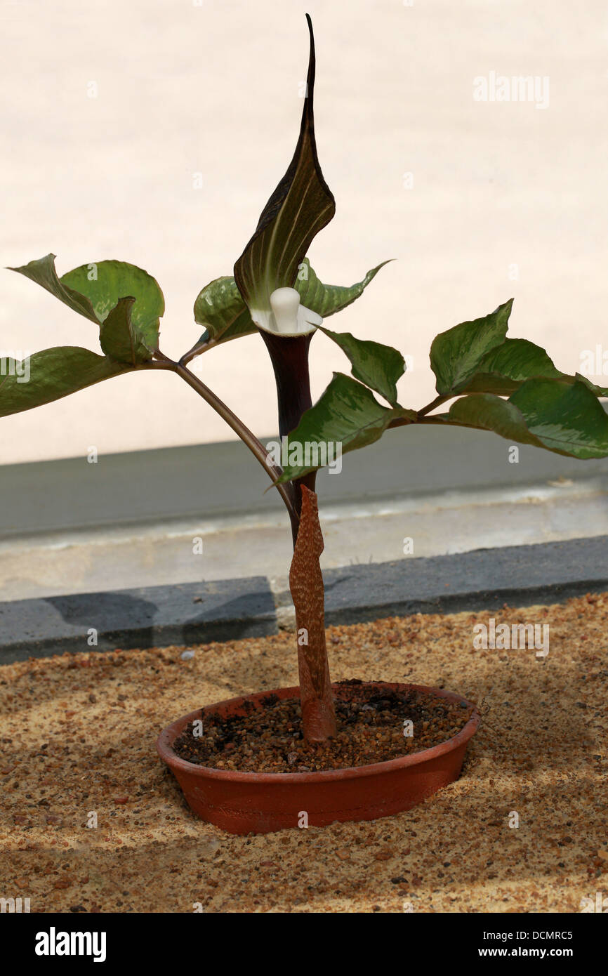 Gaudy Jack, Jack-in-the-Pulpit, Arisaema sikokianum, Araceae. Japan. Syn. Arisaema magnificum, A. sazensoo. Stock Photo