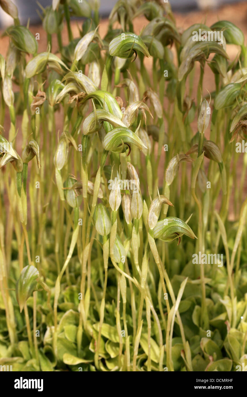 Blunt Greenhood, Brown Nose, Pterostylis curta, Orchidaceae. A terrestrial orchid from Australia. Stock Photo