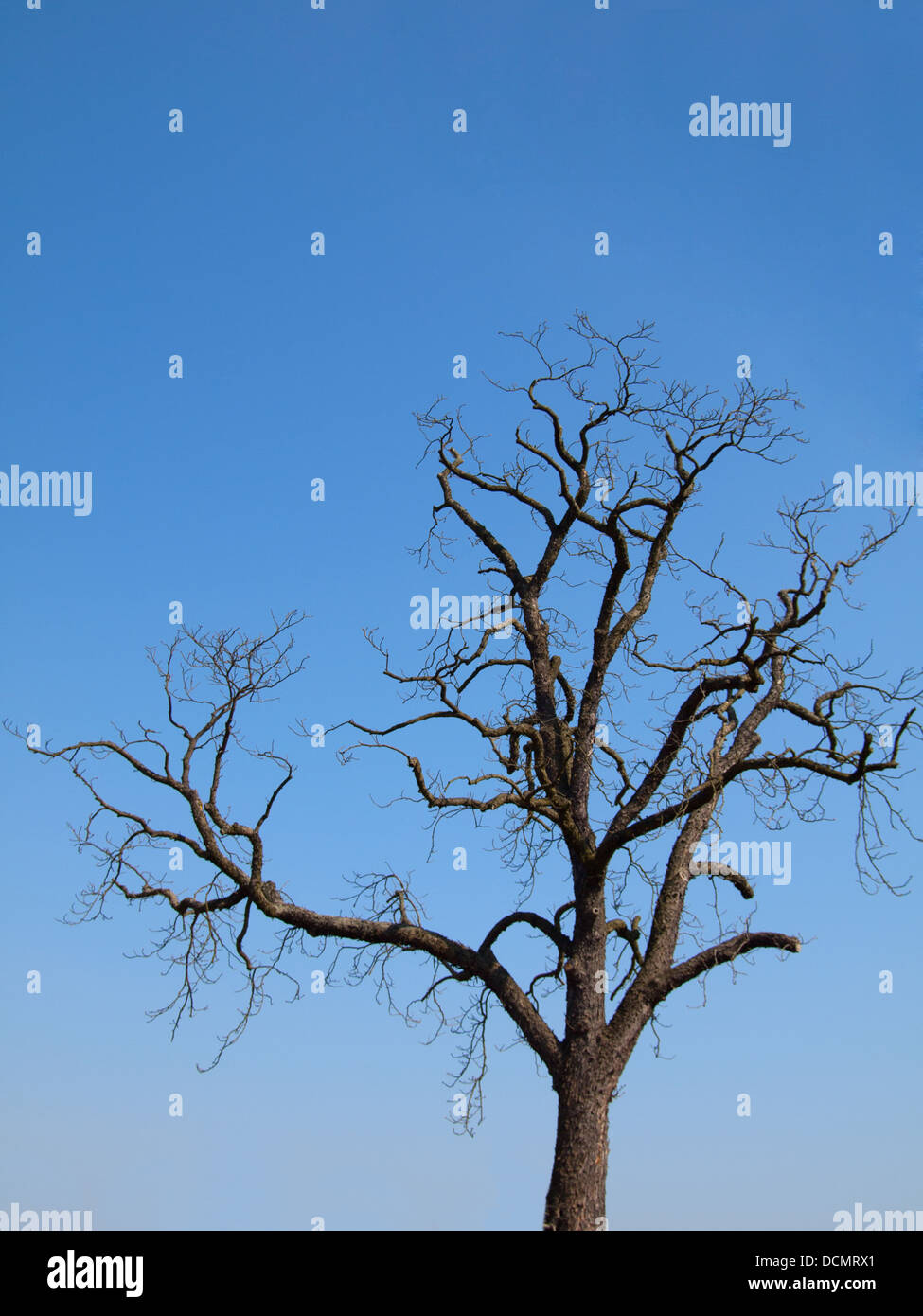 tree silhouette on blue sky Stock Photo - Alamy