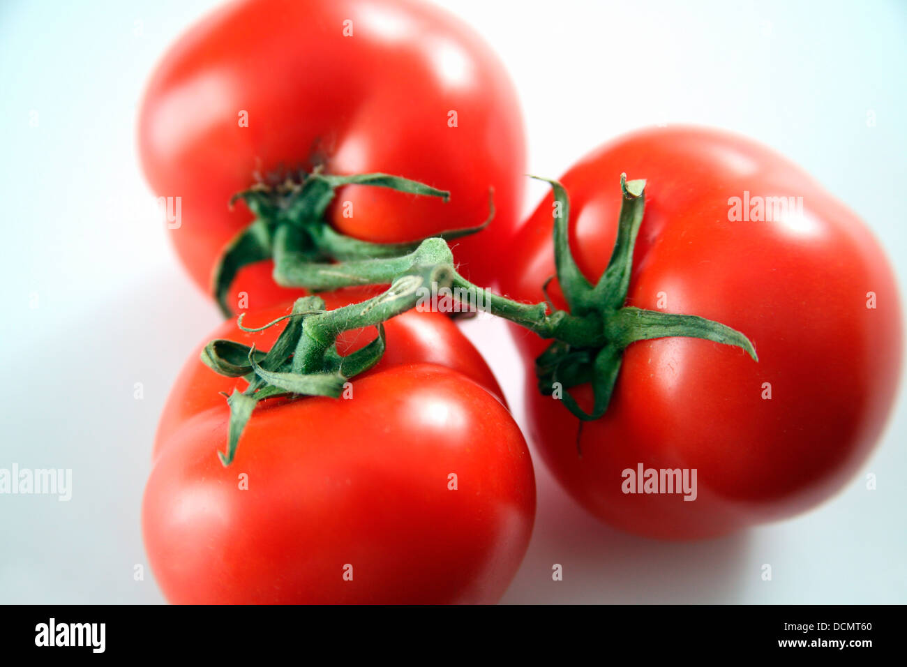 Tomatoes on the vine, white background Stock Photo - Alamy