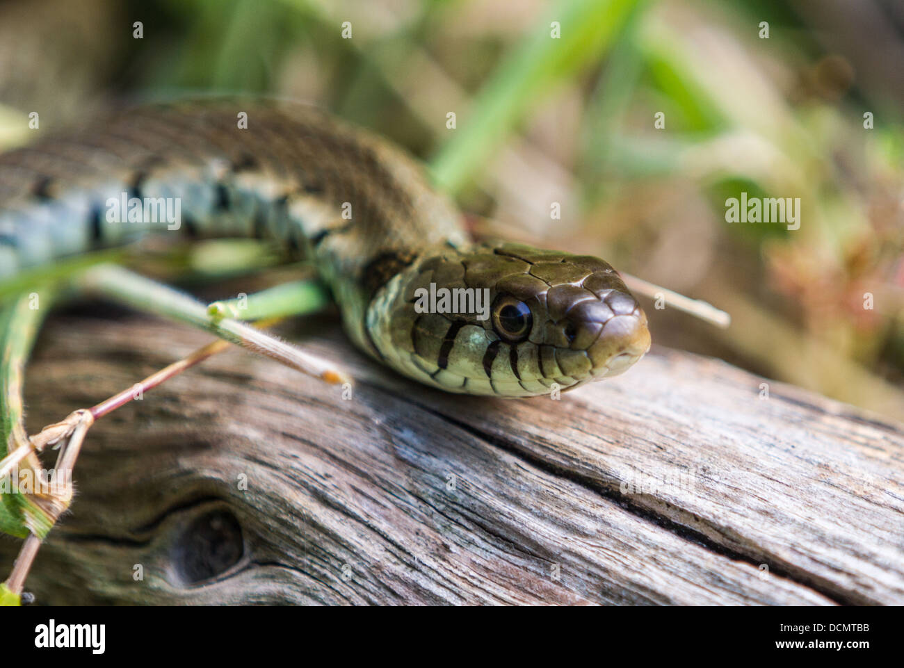 Close up of a Grass Snake in vegetation Stock Photo