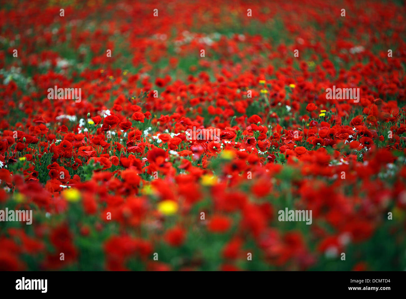 poppies in France., above the Normandy Beaches. D-day Stock Photo