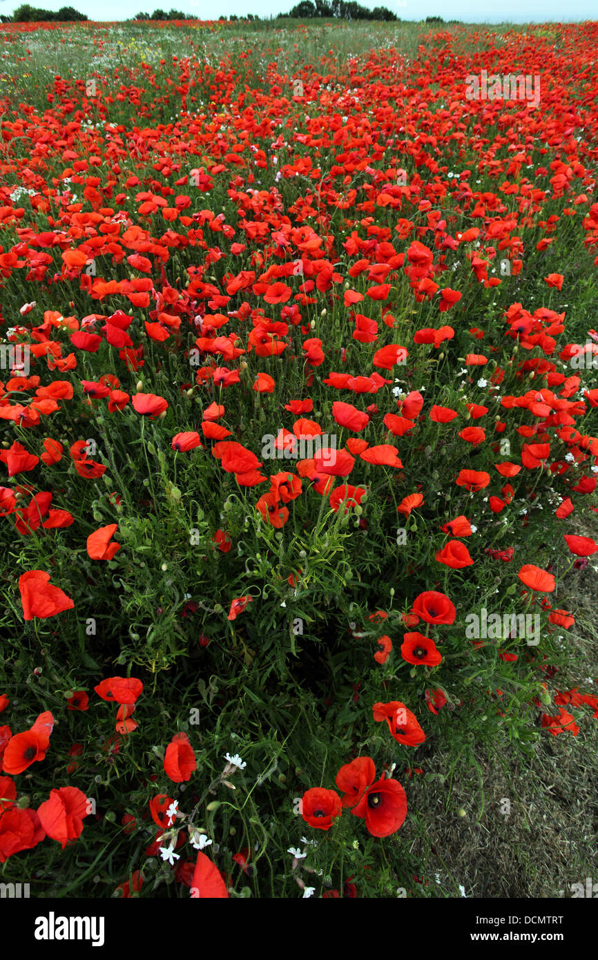Field of Poppies and wild flowers, above the Normandy Beaches, France Stock Photo