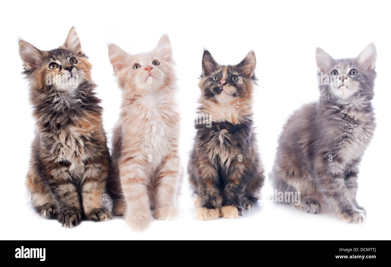 portrait of a purebred maine coon kitten on a white background Stock