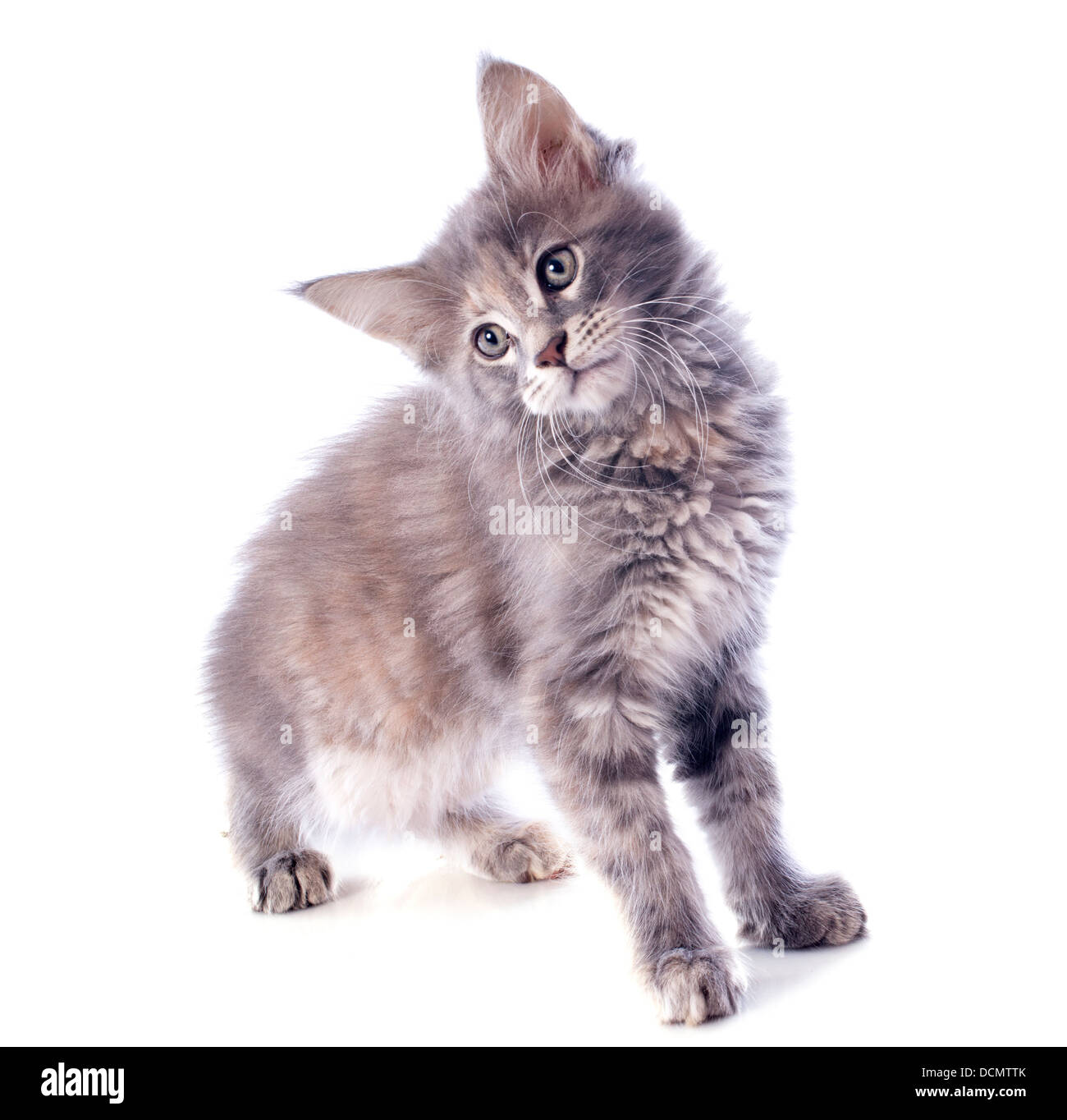 portrait of a purebred maine coon kitten on a white background Stock