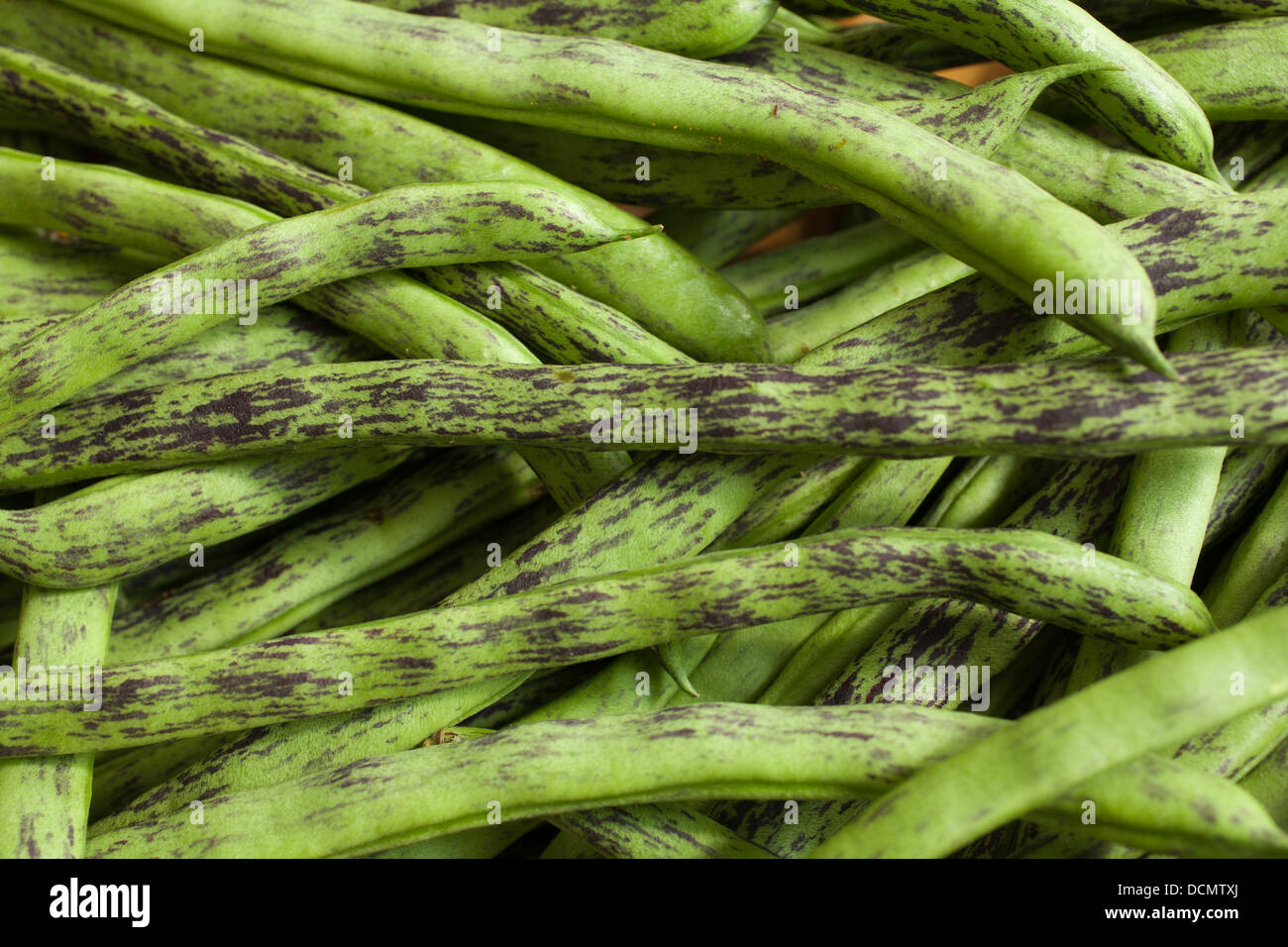A heritage variety, rattlesnake beans are a delicious pole bean. Stock Photo