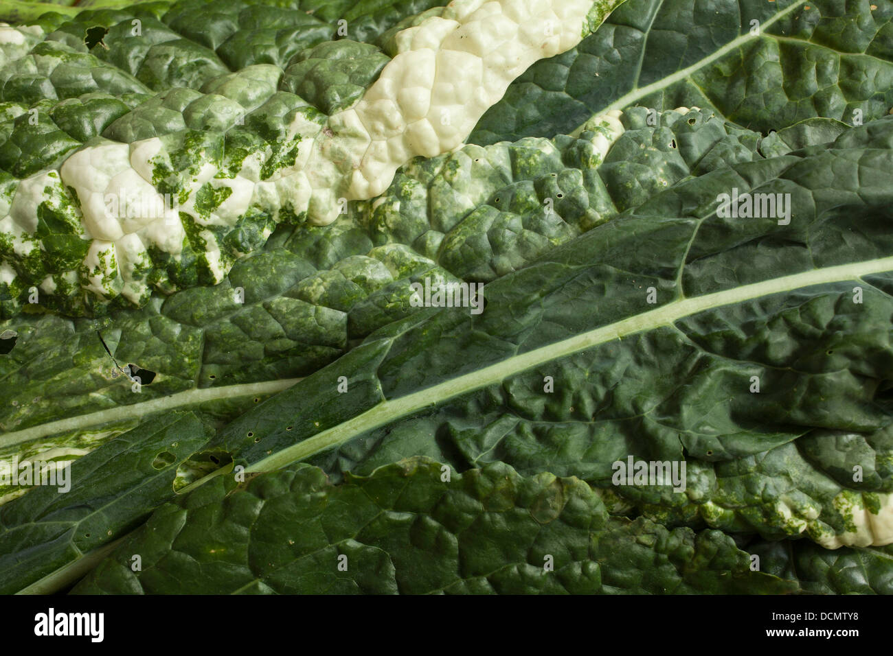 Dinosaur kale, also known as Tuscan kale is shown here with an unusual varigated pattern. Stock Photo