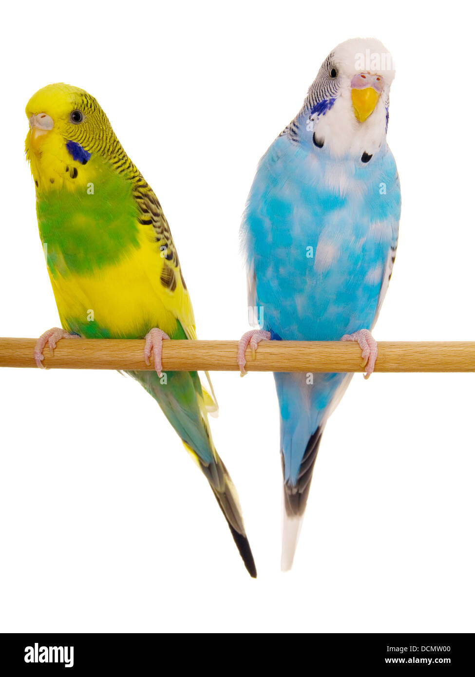 pair budgerigar on white background Stock Photo Alamy