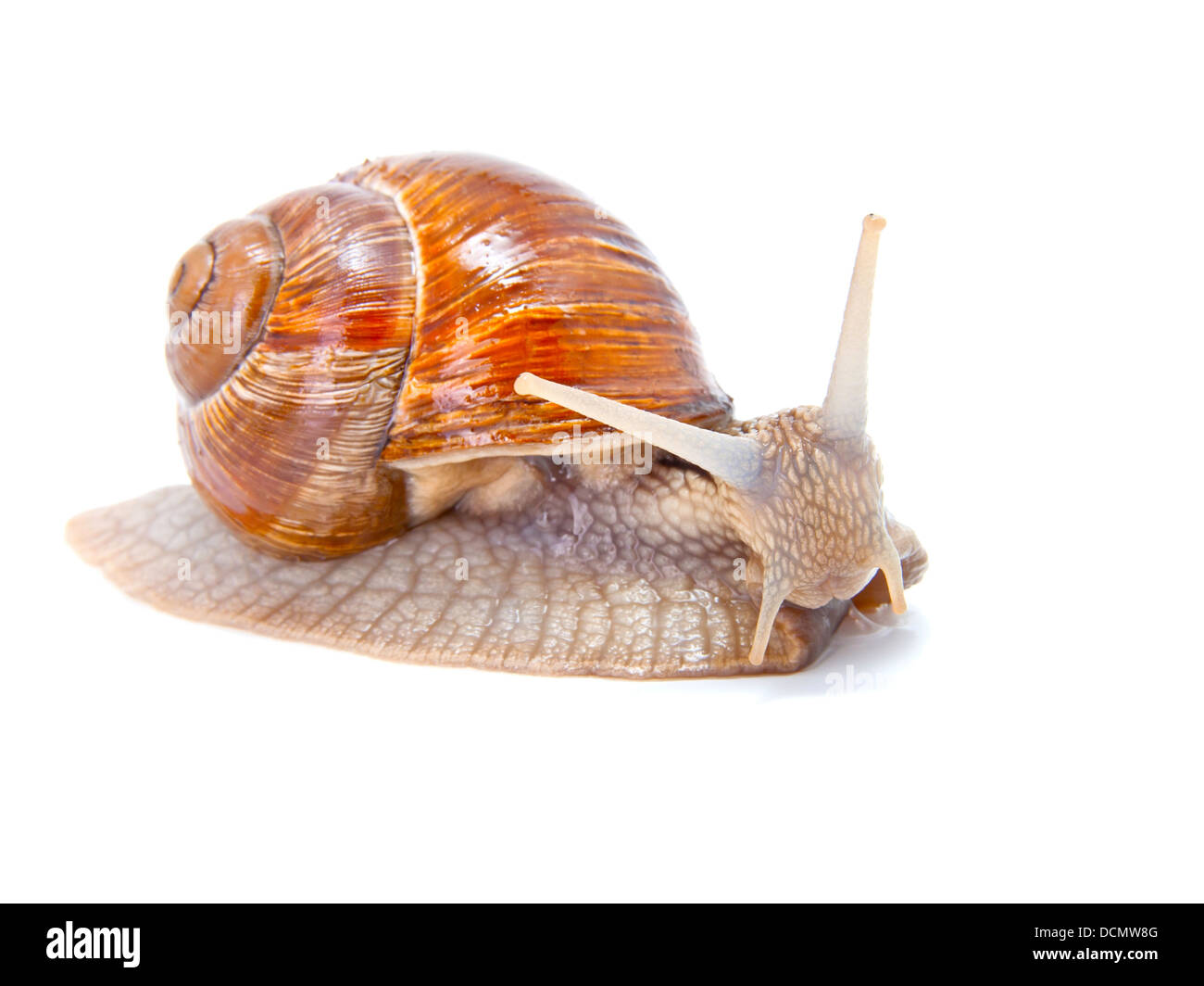 the garden snail in front of white background Stock Photo - Alamy