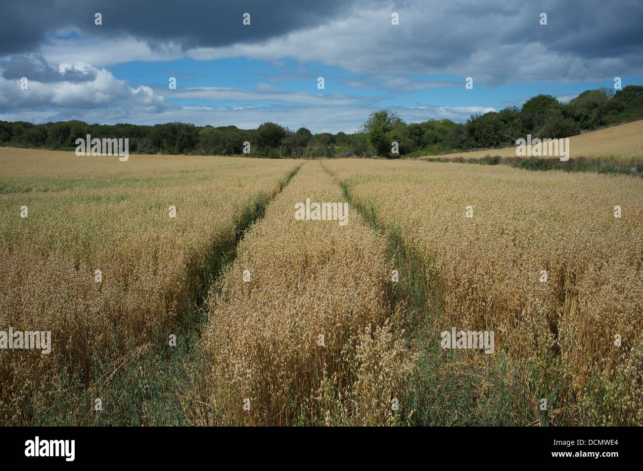 Tracks in a wheatfield in Ireland Stock Photo Alamy