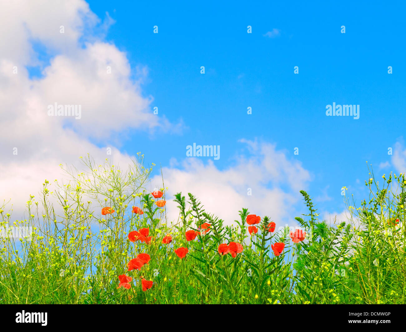 green field on blue sky Stock Photo - Alamy