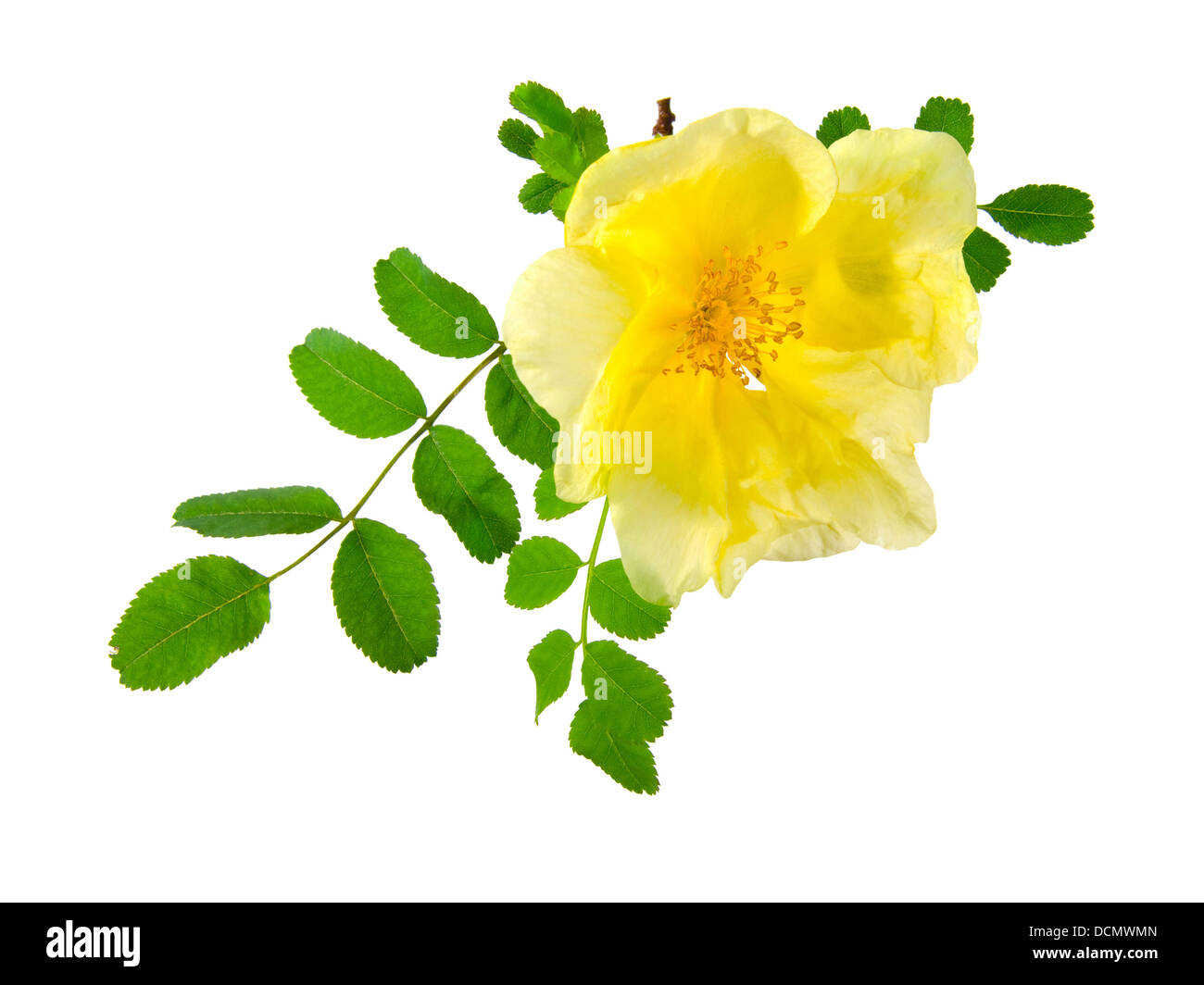 flowers of Dog Rose, isolated on a white background. Rosa canina Stock ...