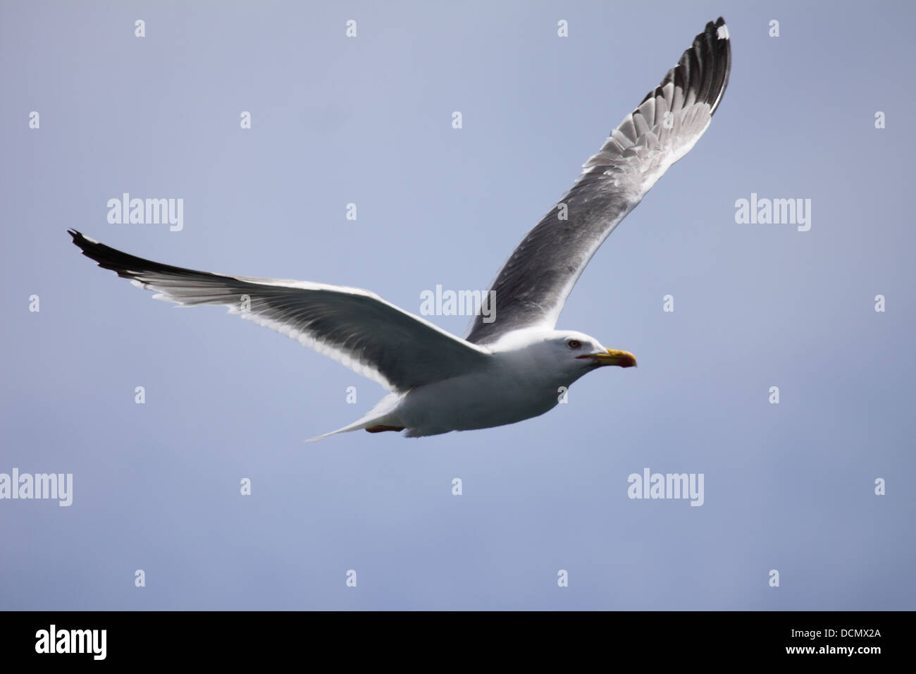 Yellow legged gull in flight in Gran Canaria Stock Photo