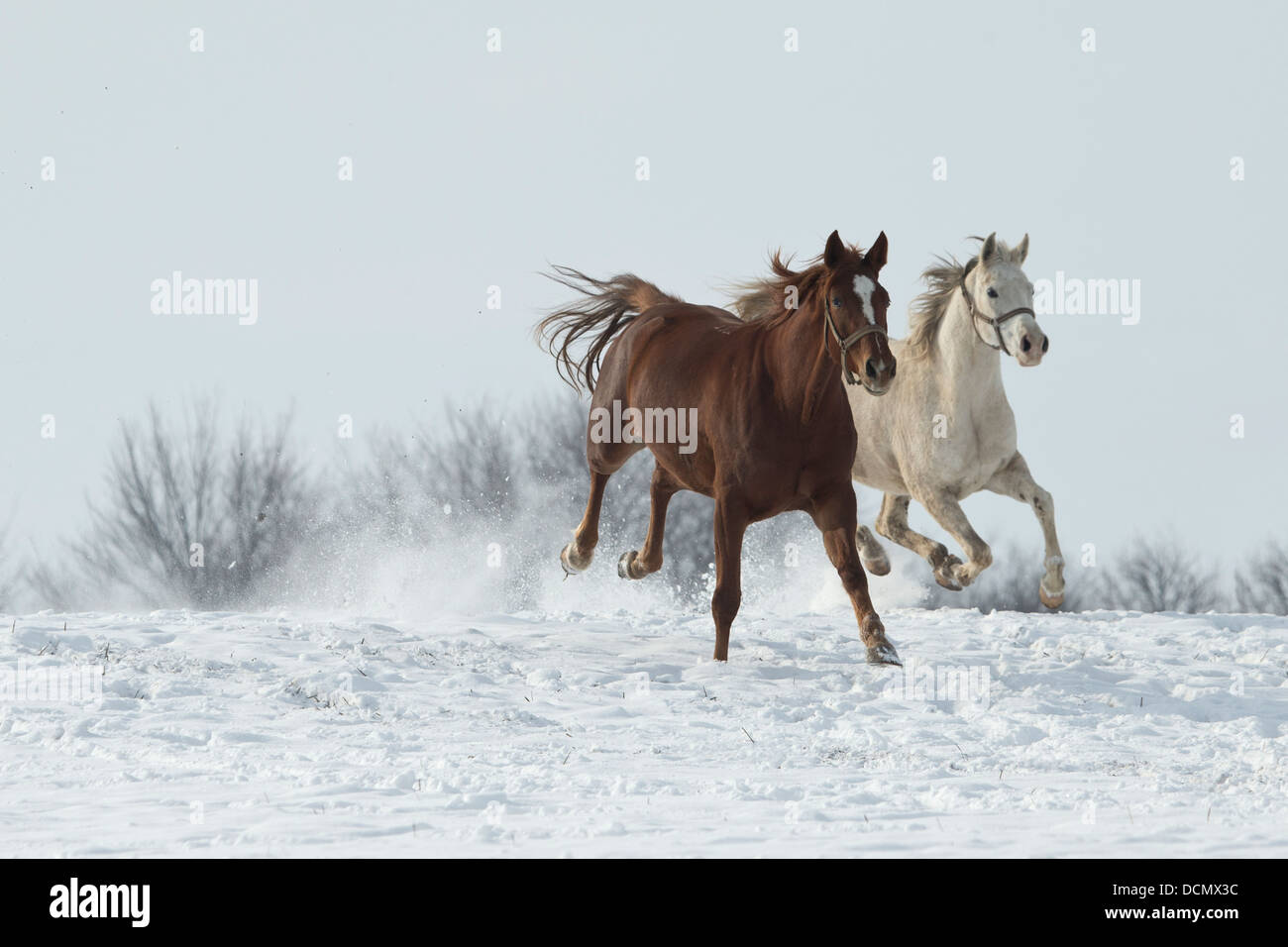 East Bulgarian arab shagya horse free snow winter Stock Photo - Alamy