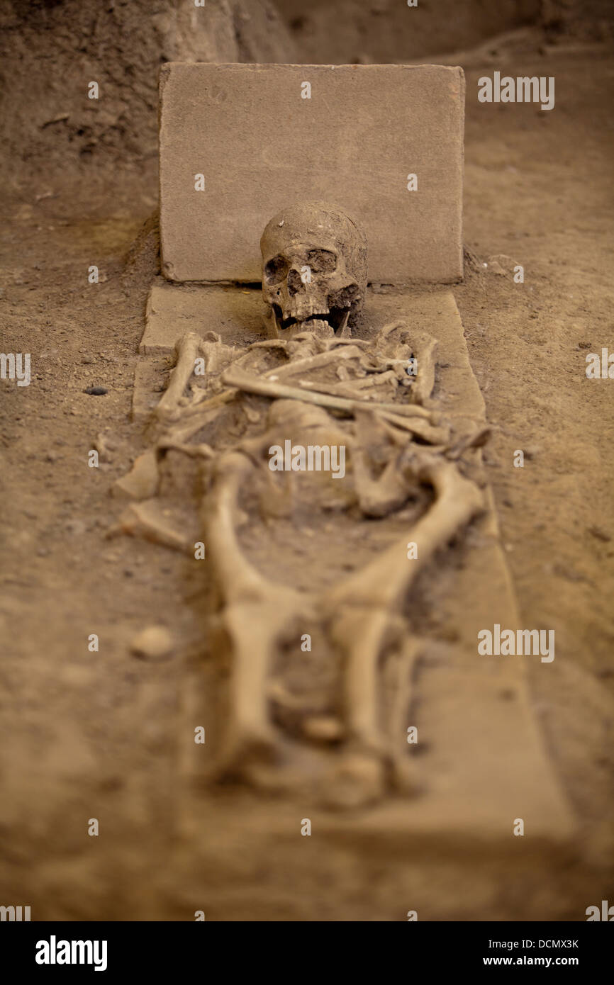 human skeleton Stock Photo