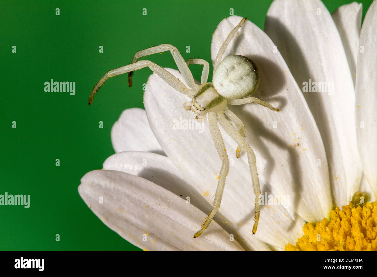 White crab spider uk hi-res stock photography and images - Alamy