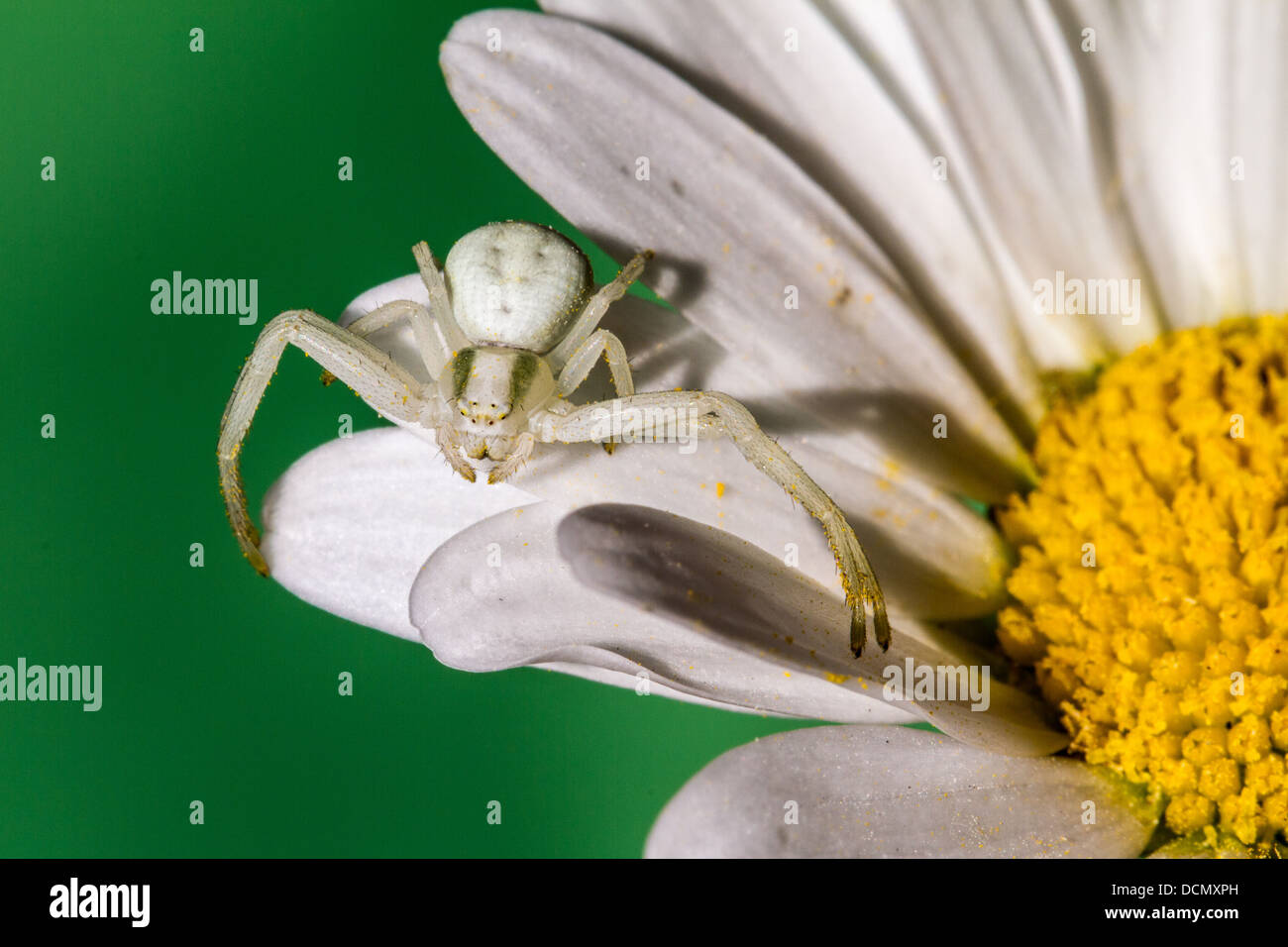 Crab spider uk hi-res stock photography and images - Alamy