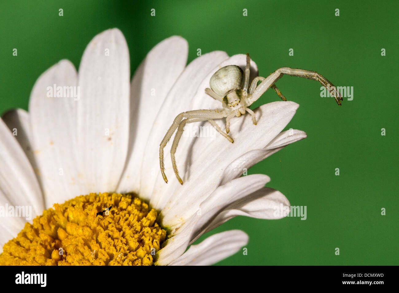 White crab spider uk hi-res stock photography and images - Alamy