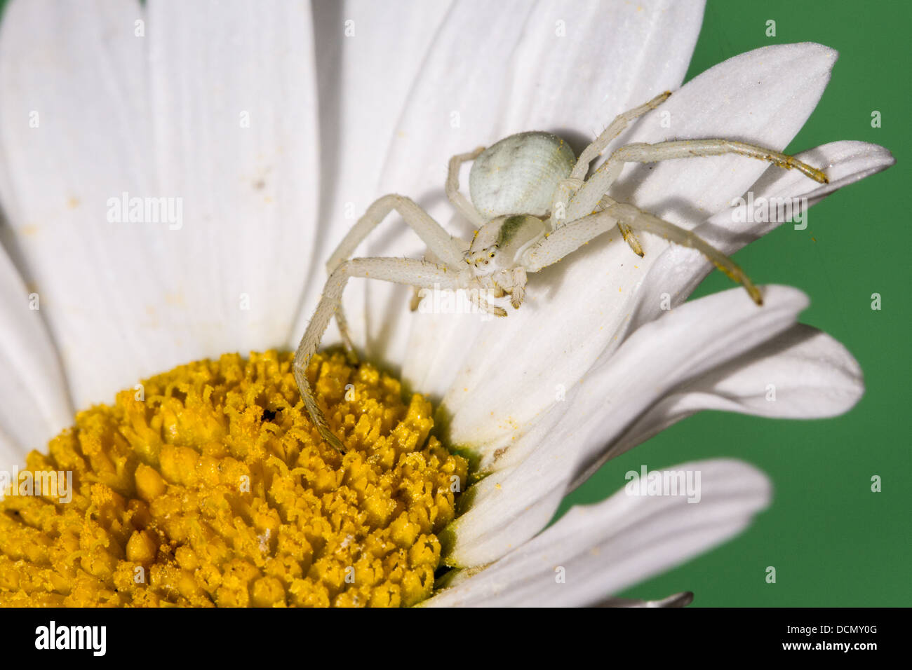 White Crab Spider waiting for prey on a Daisy Stock Photo - Alamy