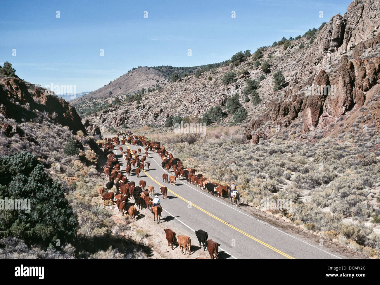 Drovers  herding 'Hereford' cattle along Nevada State Highway. Stock Photo