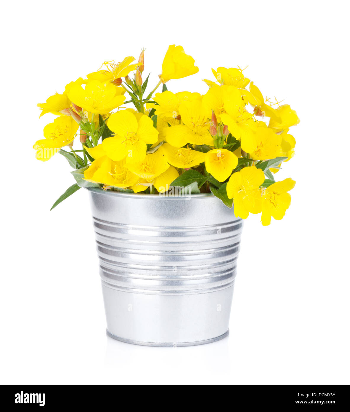 Yellow flowers in bucket. Isolated on white background Stock Photo Alamy