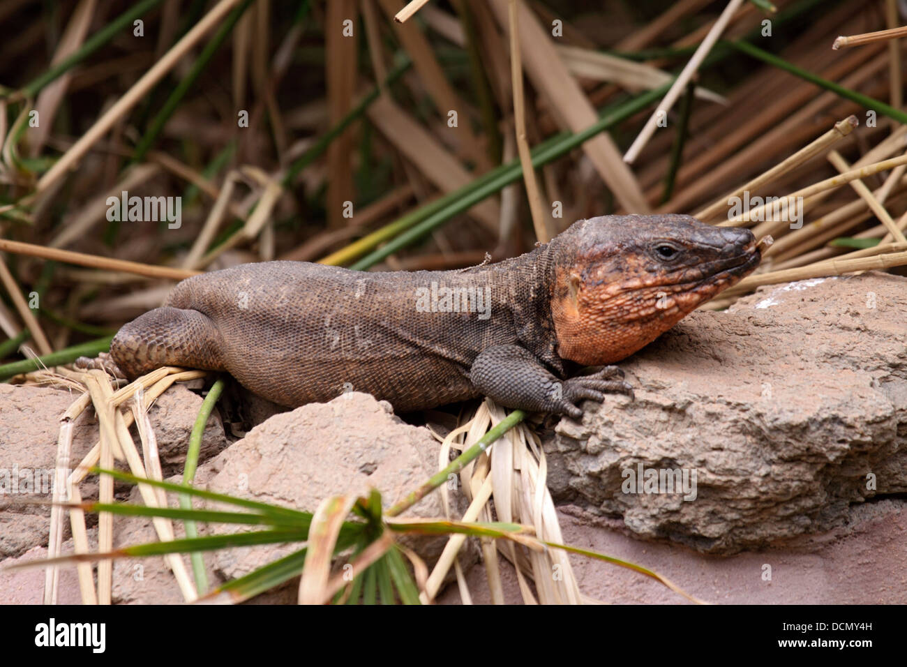 Gran Canaria Giant lizard basking on rock Stock Photo Alamy