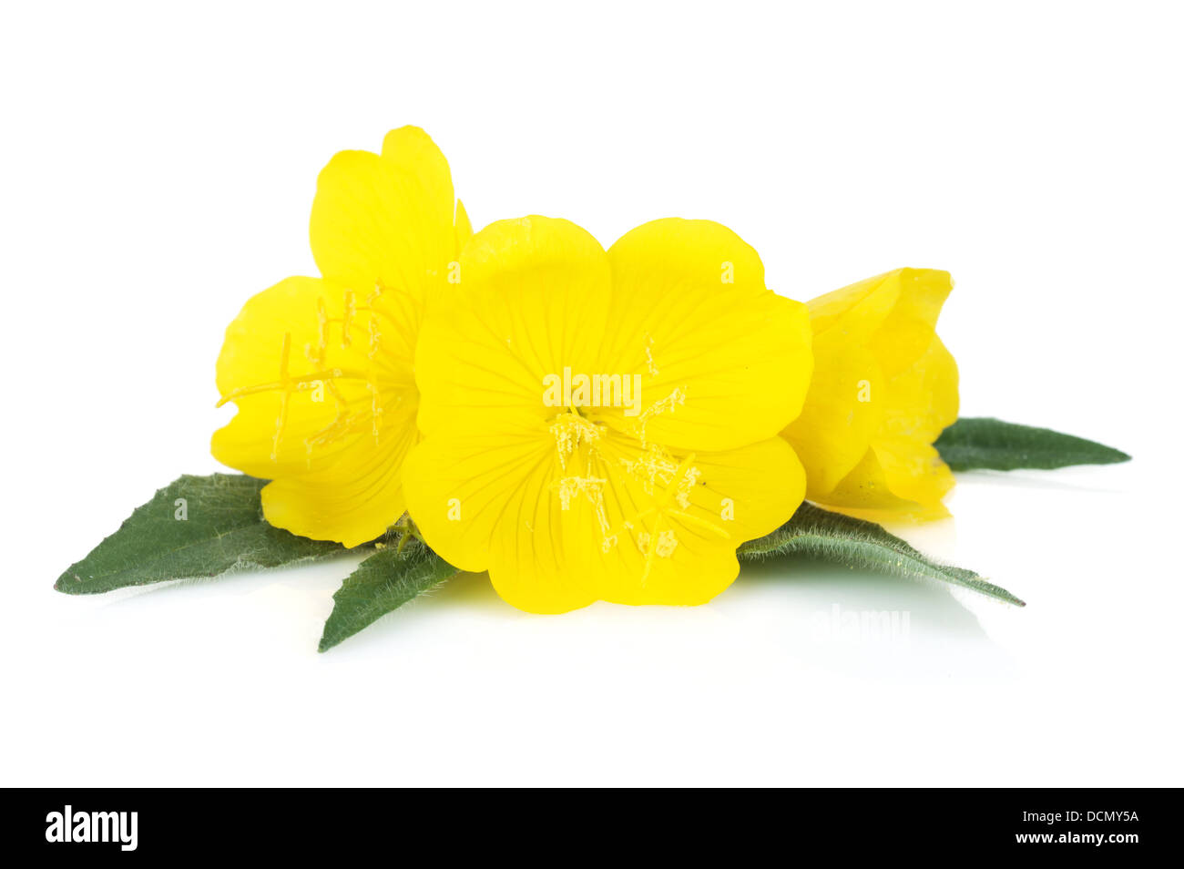 Yellow flowers. Isolated on white background Stock Photo
